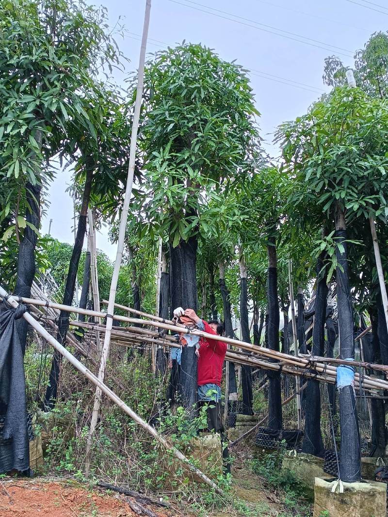 绿化扁桃树