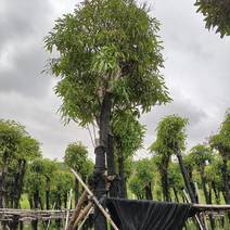 绿化扁桃树