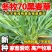 冬牧70黑麦草种子冬牧草子多次收割耐寒牧草猪牛羊鸡鸭鹅鱼