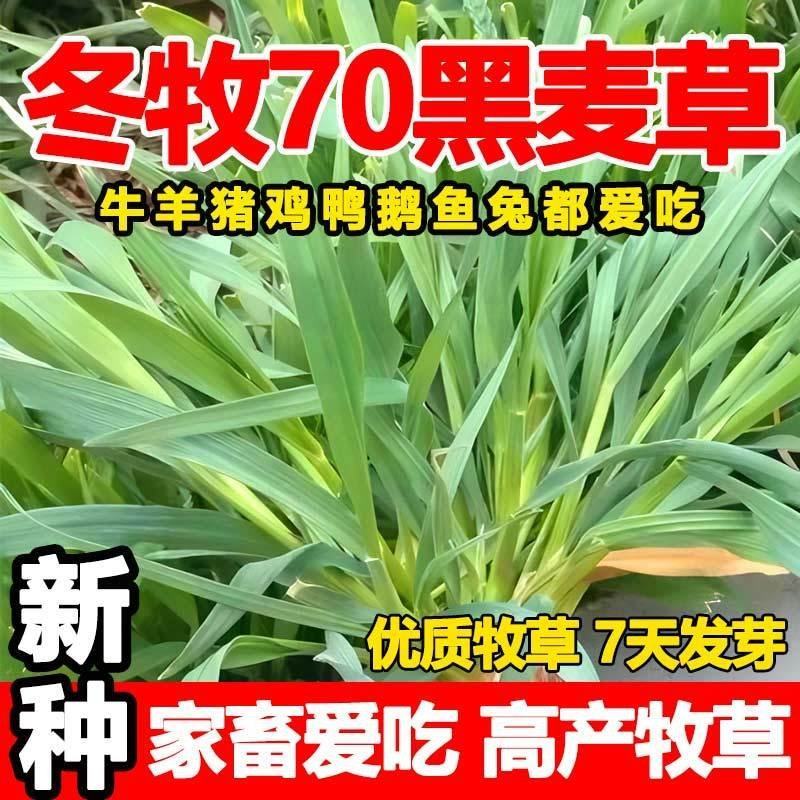 冬牧70黑麦草种子冬牧草子多次收割耐寒牧草猪牛羊鸡鸭鹅鱼