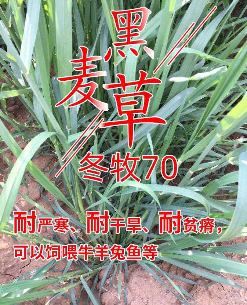 冬牧70黑麦草种子冬牧草子多次收割耐寒牧草猪牛羊鸡鸭鹅鱼