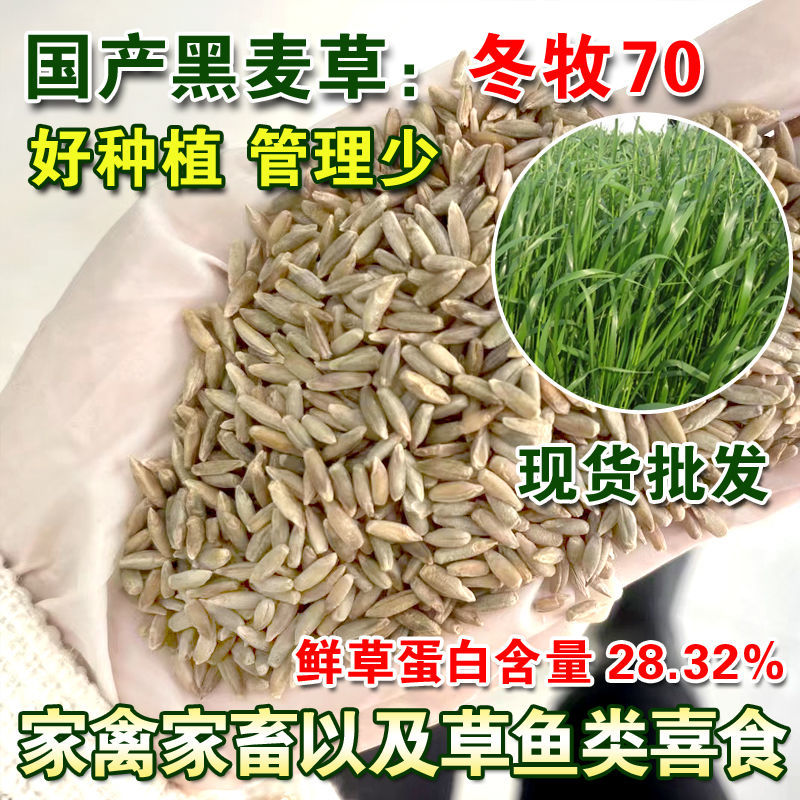 冬牧70黑麦草种子冬牧草子多次收割耐寒牧草猪牛羊鸡鸭鹅鱼