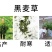 冬牧70黑麦草种子冬牧草子多次收割耐寒牧草猪牛羊鸡鸭鹅鱼