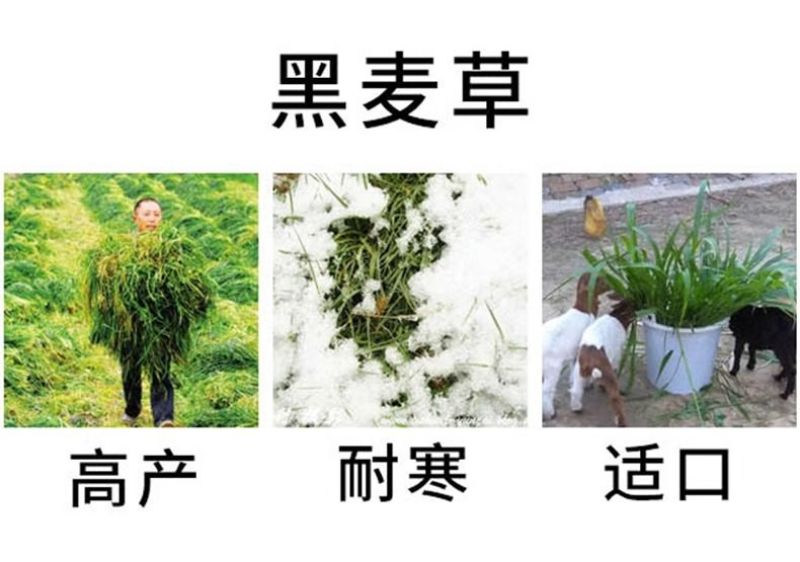 冬牧70黑麦草种子冬牧草子多次收割耐寒牧草猪牛羊鸡鸭鹅鱼