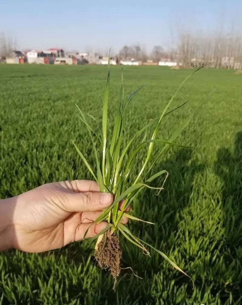冬牧70黑麦草种子冬牧草子多次收割耐寒牧草猪牛羊鸡鸭鹅鱼