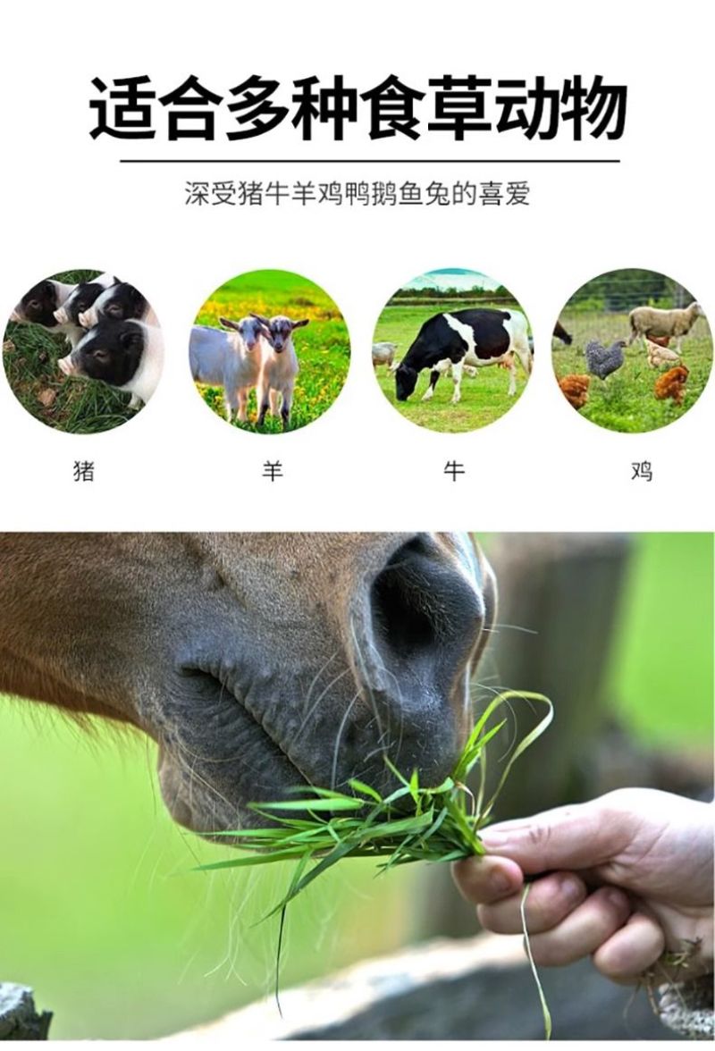 冬牧70黑麦草种子冬牧草子多次收割耐寒牧草猪牛羊鸡鸭鹅鱼