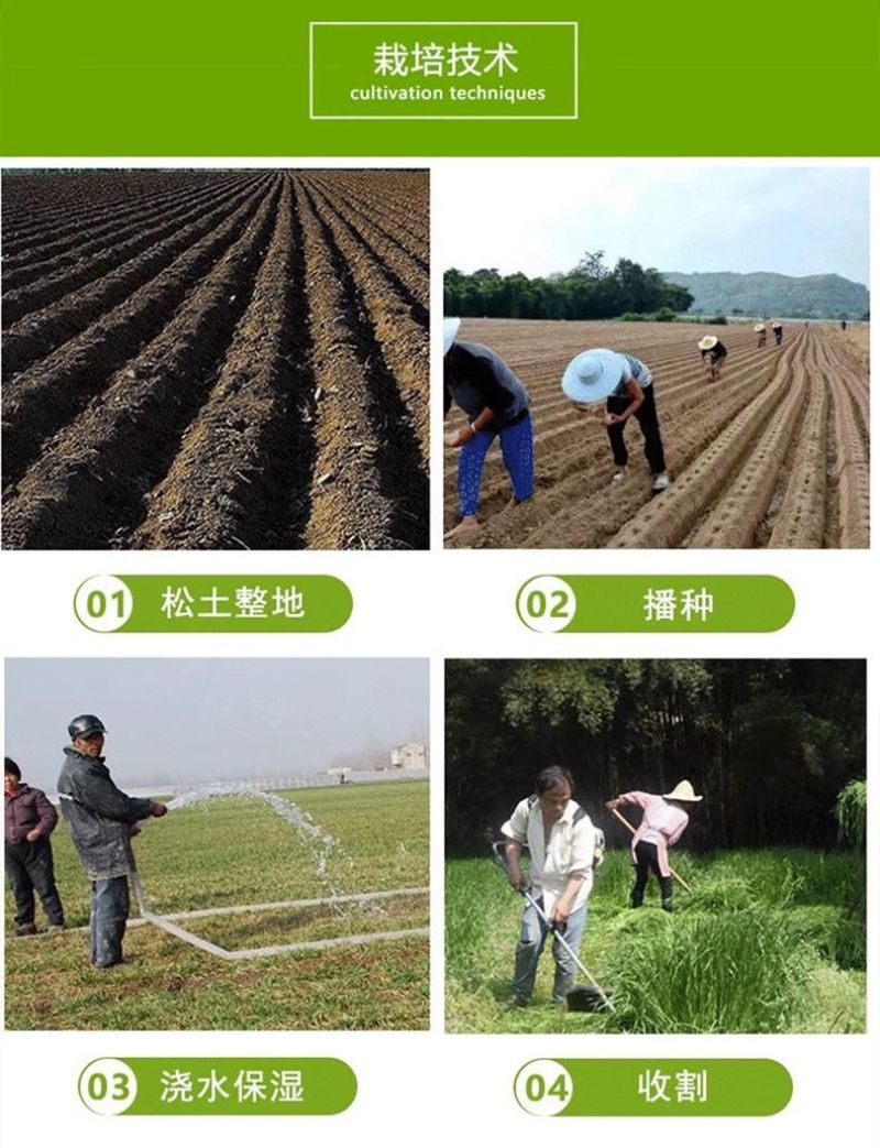 冬牧70黑麦草种子冬牧草子多次收割耐寒牧草猪牛羊鸡鸭鹅鱼
