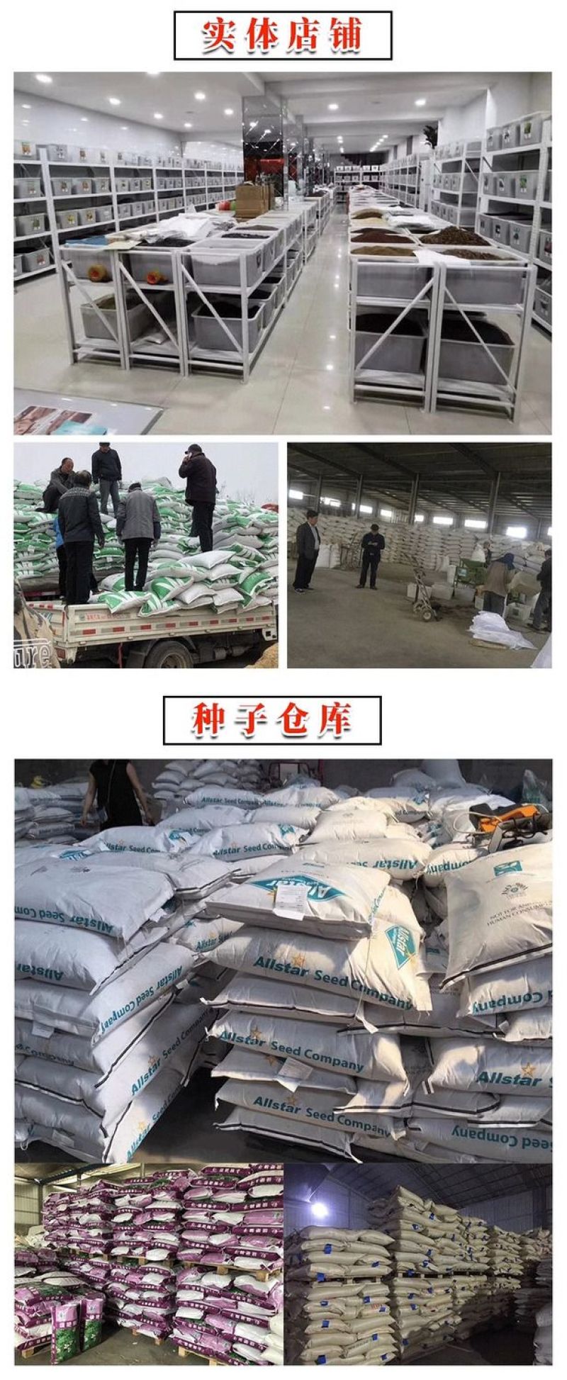 冬牧70黑麦草种子冬牧草子多次收割耐寒牧草猪牛羊鸡鸭鹅鱼