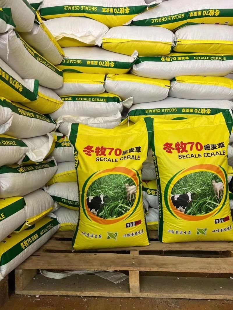 冬牧70黑麦草种子冬牧草子多次收割耐寒牧草猪牛羊鸡鸭鹅鱼