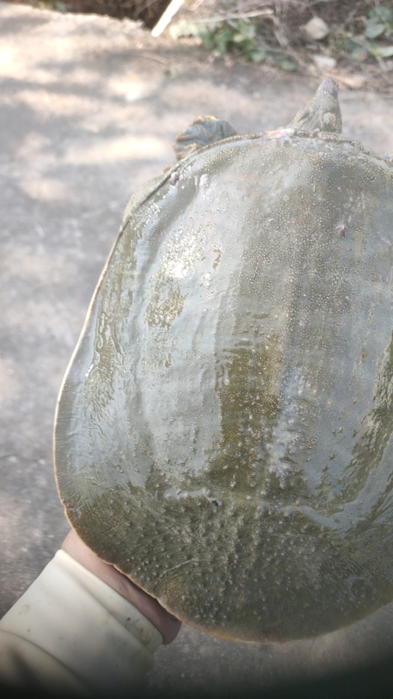 甲鱼