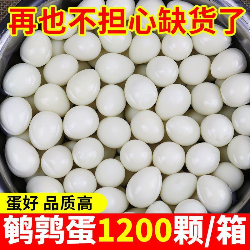 清水去壳鹌鹑蛋新鲜去皮白水蛋商用家用火锅麻辣烫串串食材批