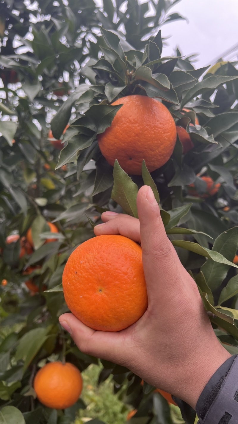 重庆沃柑大量上市个大味甜欢迎您的来电。