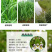 小米草种子，养殖专用水草种籽鱼虾蟹牧草种子雀叶稗牧草种子
