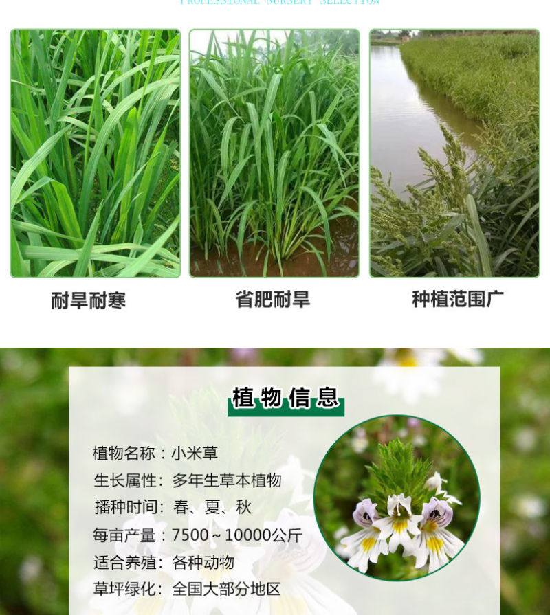 小米草种子，养殖专用水草种籽鱼虾蟹牧草种子雀叶稗牧草种子