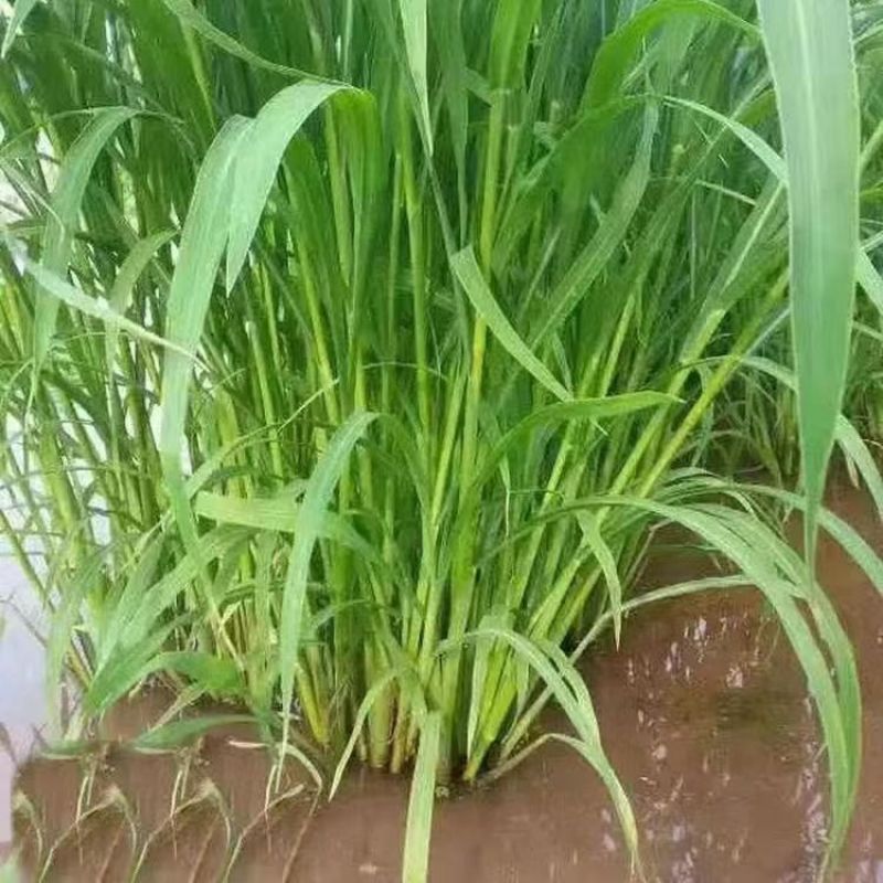 小米草种子，养殖专用水草种籽鱼虾蟹牧草种子雀叶稗牧草种子