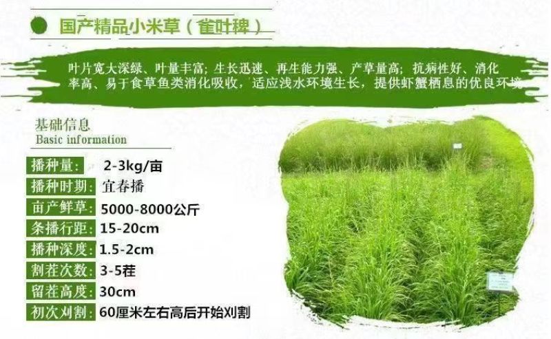 小米草种子，养殖专用水草种籽鱼虾蟹牧草种子雀叶稗牧草种子
