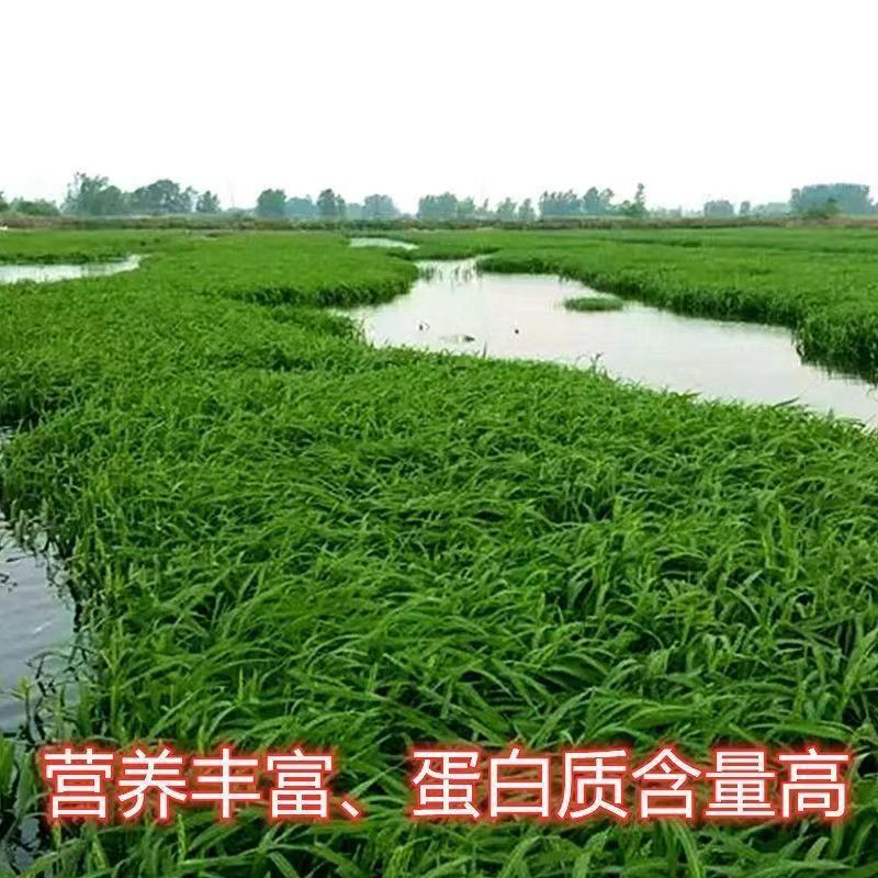 小米草种子，养殖专用水草种籽鱼虾蟹牧草种子雀叶稗牧草种子