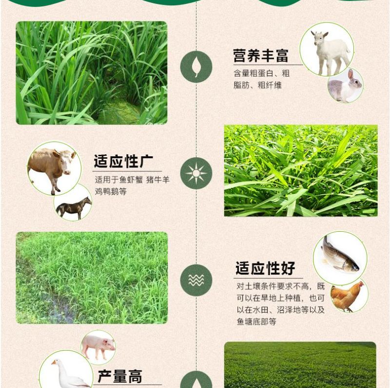 小米草种子，养殖专用水草种籽鱼虾蟹牧草种子雀叶稗牧草种子