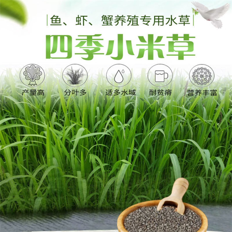 小米草种子，养殖专用水草种籽鱼虾蟹牧草种子雀叶稗牧草种子