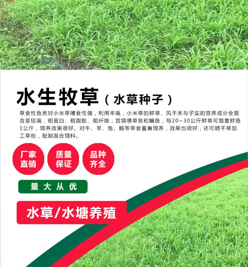 小米草种子，养殖专用水草种籽鱼虾蟹牧草种子雀叶稗牧草种子