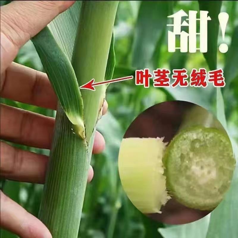 甜高粱种子，进口甜高粱饲用秸秆型牧草种籽畜牧牛羊猪爱吃草