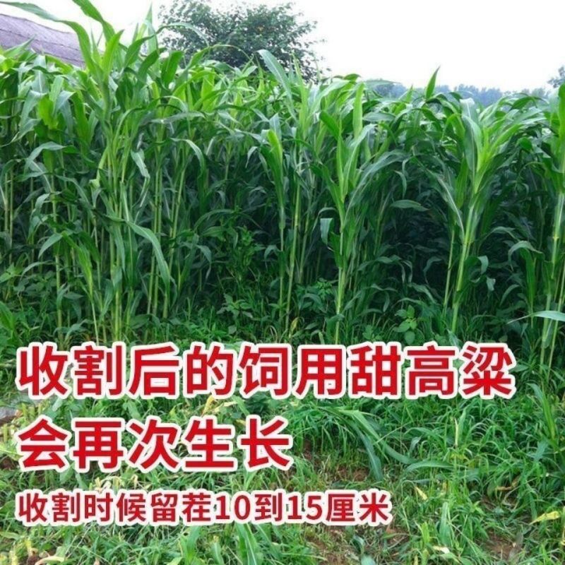 甜高粱种子，进口甜高粱饲用秸秆型牧草种籽畜牧牛羊猪爱吃草