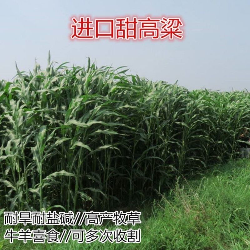 甜高粱种子，进口甜高粱饲用秸秆型牧草种籽畜牧牛羊猪爱吃草