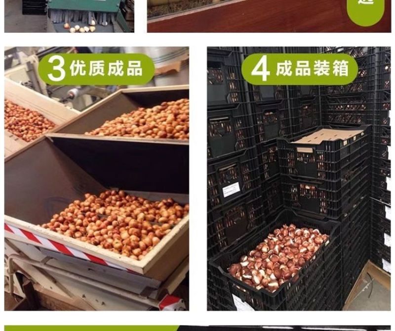 荷兰正品进口大球郁金香水培种球花种子秋冬季耐寒庭院室外室