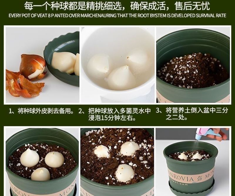 荷兰正品进口大球郁金香水培种球花种子秋冬季耐寒庭院室外室
