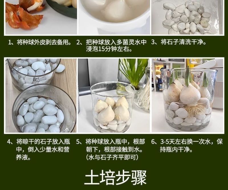 荷兰正品进口大球郁金香水培种球花种子秋冬季耐寒庭院室外室