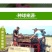 荷兰正品进口大球郁金香水培种球花种子秋冬季耐寒庭院室外室