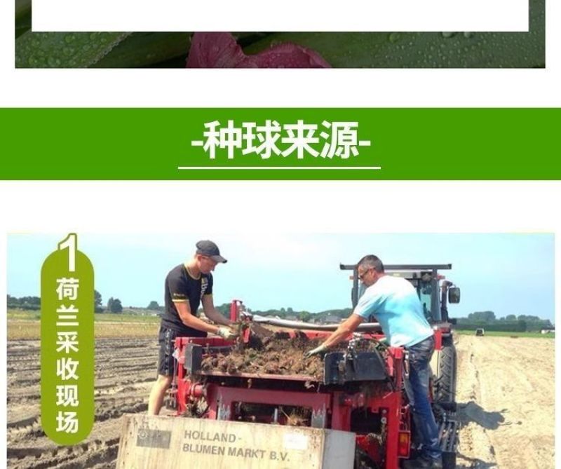 荷兰正品进口大球郁金香水培种球花种子秋冬季耐寒庭院室外室