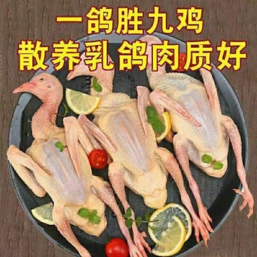 现杀新鲜乳鸽冰鲜包装批发煲汤本地散养乳鸽孕妇乳鸽肉