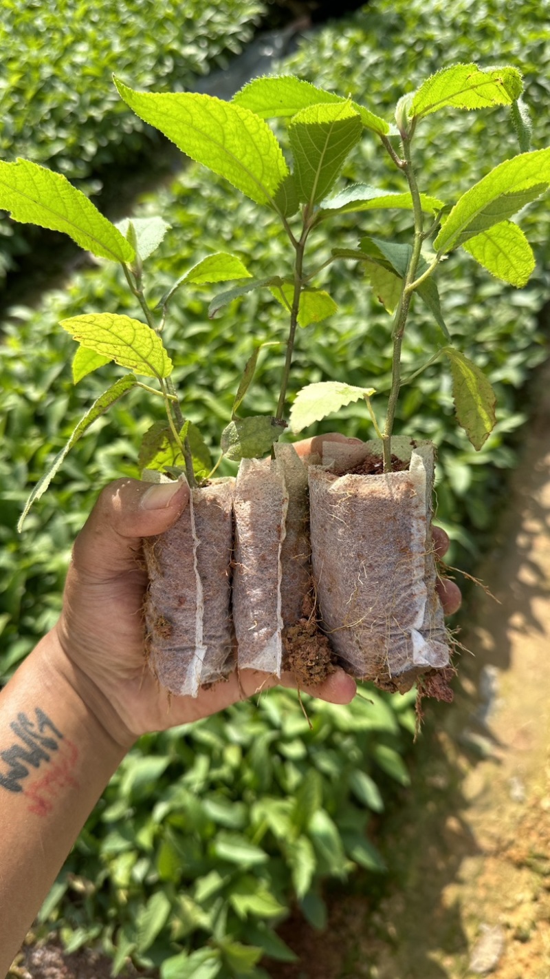 五指毛挑苗，提供种植技术包回收，基地直发。