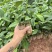 五指毛挑苗，提供种植技术包回收，基地直发。