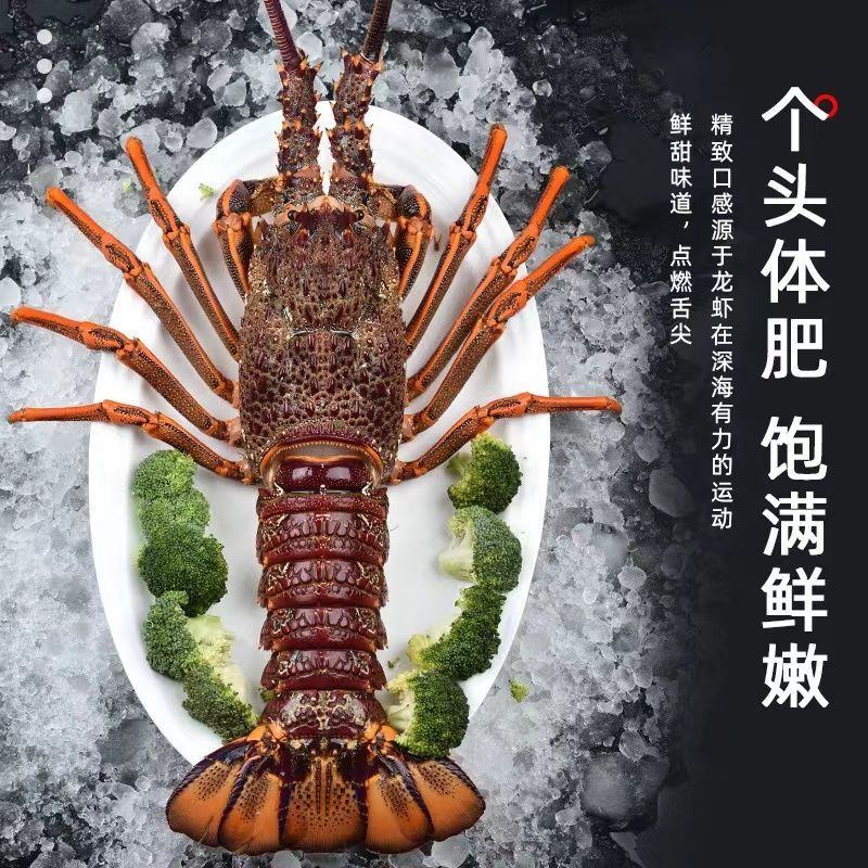 大澳龙鲜活冷冻澳洲大龙虾特大速冻火龙虾海鲜水产2-6斤