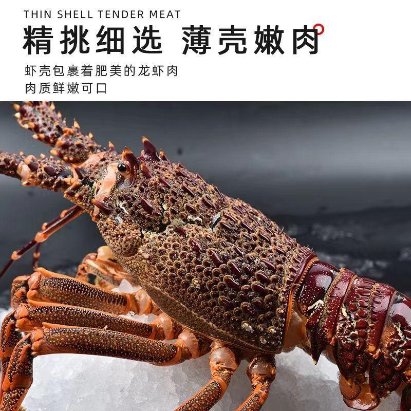 大澳龙鲜活冷冻澳洲大龙虾特大速冻火龙虾海鲜水产2-6斤