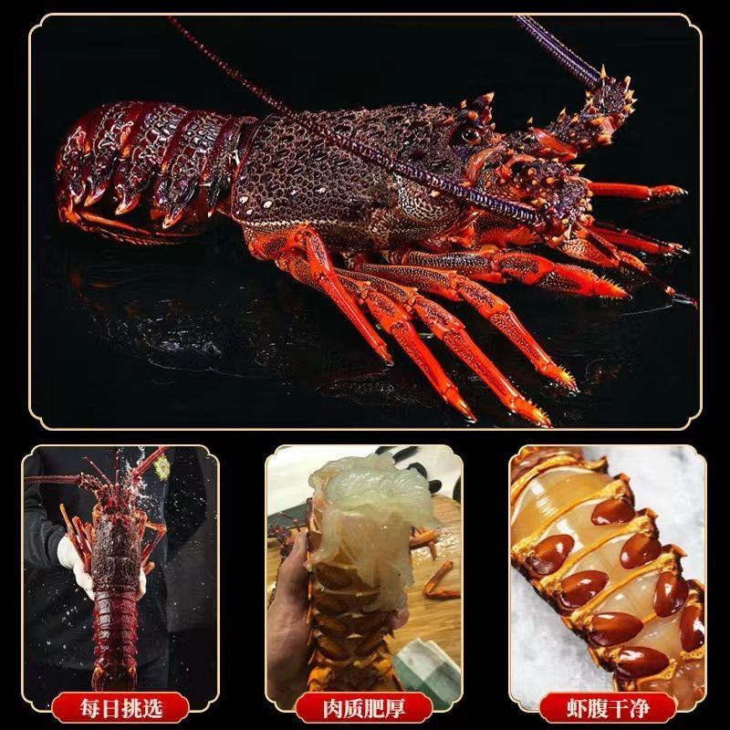 大澳龙鲜活冷冻澳洲大龙虾特大速冻火龙虾海鲜水产2-6斤