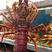 大澳龙鲜活冷冻澳洲大龙虾特大速冻火龙虾海鲜水产2-6斤