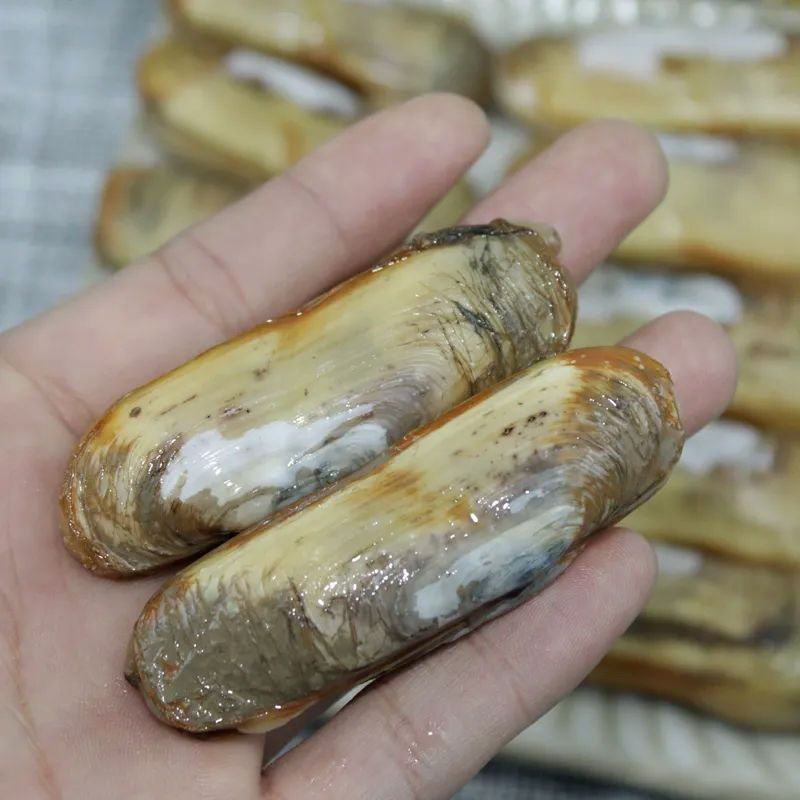 圣子王鲜活蛏子蛏新鲜蛏子现捞现发即食营养活发带壳海蛏