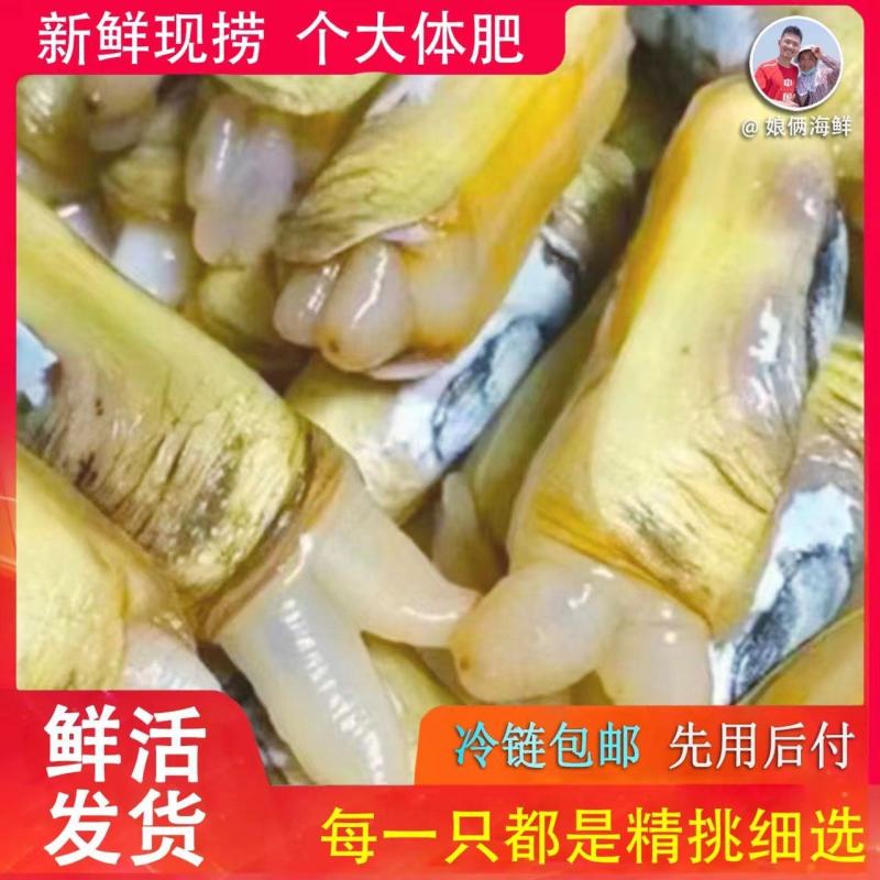 圣子王鲜活蛏子蛏新鲜蛏子现捞现发即食营养活发带壳海蛏