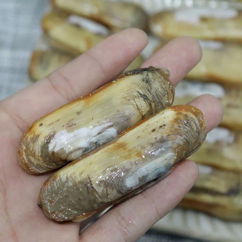 圣子王鲜活蛏子蛏新鲜蛏子现捞现发即食营养活发带壳海蛏