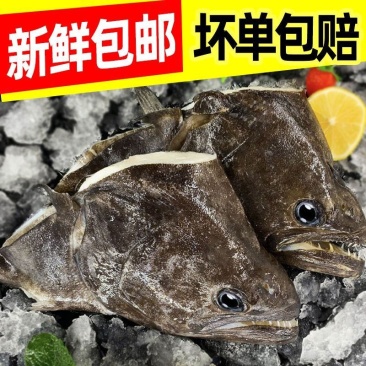 鲽鱼头新鲜特大碟鱼头比目鱼鸦片鱼头冷冻偏口鱼深海超大鱼头