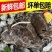 鲽鱼头新鲜特大碟鱼头比目鱼鸦片鱼头冷冻偏口鱼深海超大鱼头