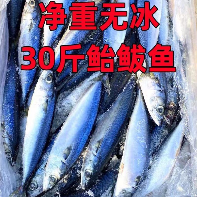 新鲜鲐鲅鱼批发青占鱼批发青条鱼30斤批发价一斤2到3条