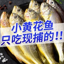 海捕小黄鱼新鲜冷冻黄花鱼整箱海鲜鲜活海鱼批发水产