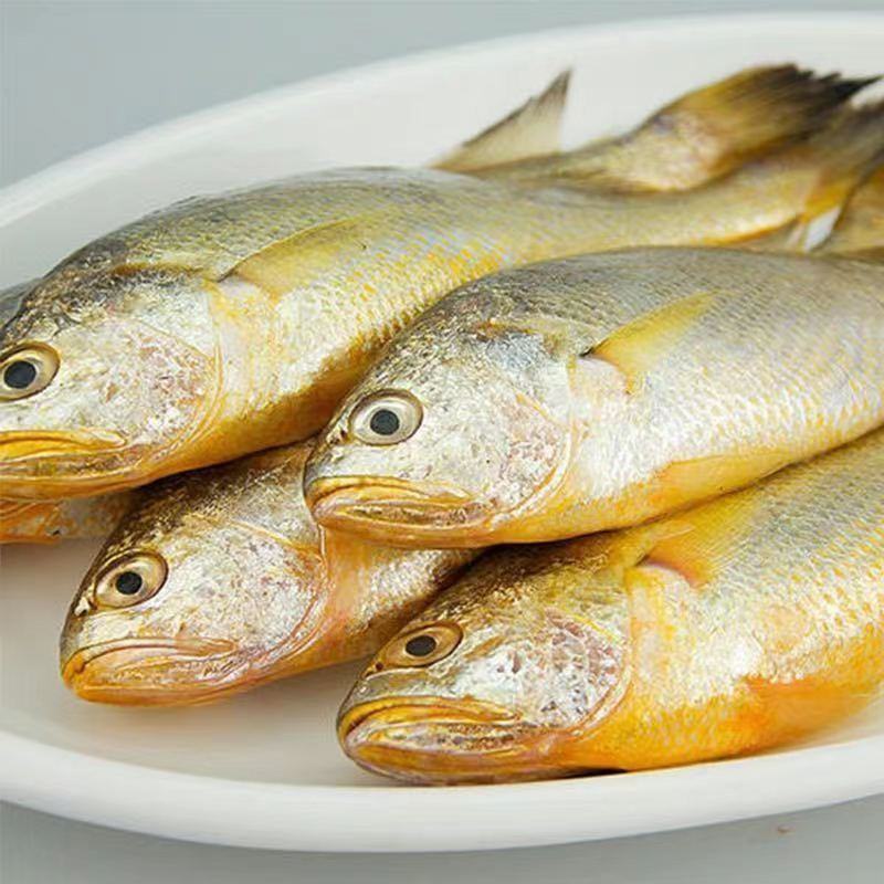 海捕小黄鱼新鲜冷冻黄花鱼整箱海鲜鲜活海鱼批发水产