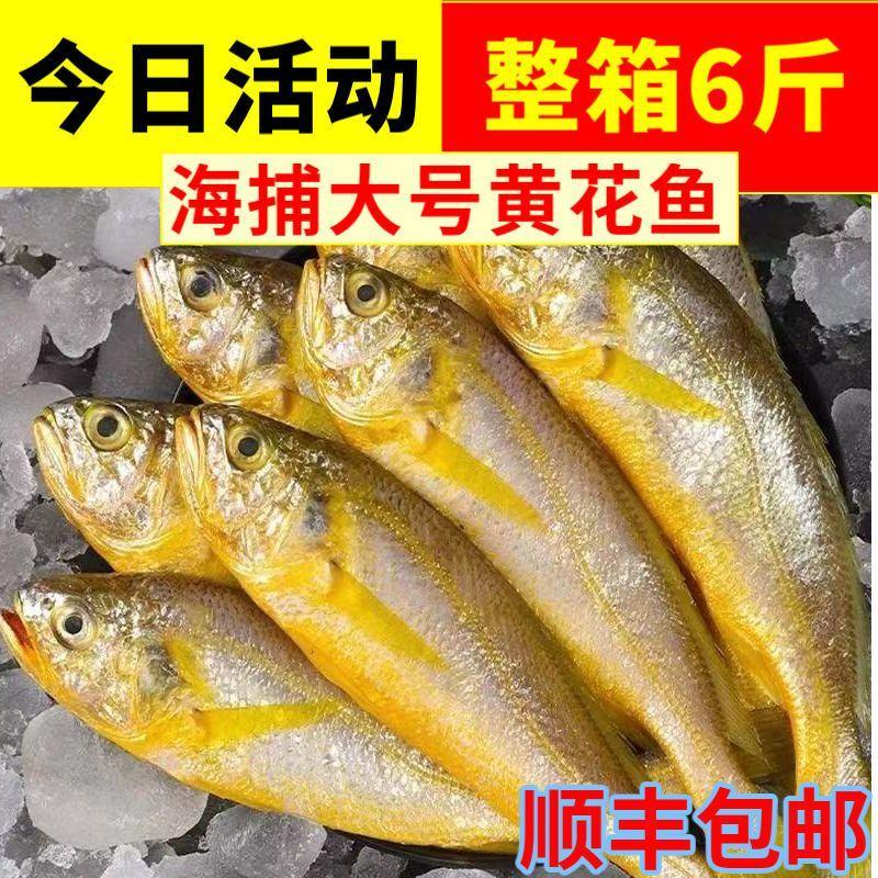 黄花鱼新鲜冷冻纯黄鱼小黄鱼海鲜水产批发鲜活鱼整箱5斤