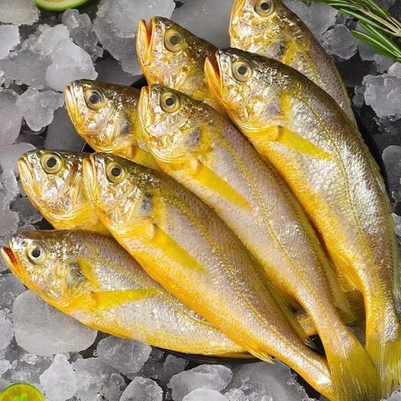 黄花鱼新鲜冷冻纯黄鱼小黄鱼海鲜水产批发鲜活鱼整箱5斤