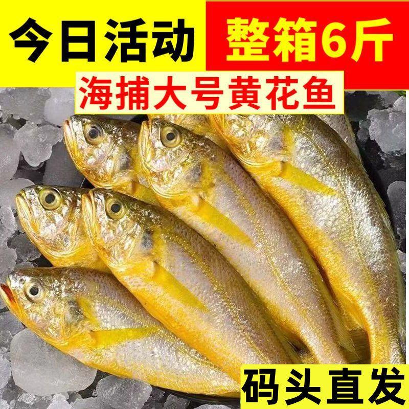 黄花鱼新鲜冷冻纯黄鱼小黄鱼海鲜水产批发鲜活鱼整箱5斤